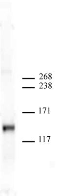 JMJD2A antibody (mAb), sample - MyBio Ireland - Active Motif