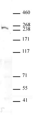 Dicer antibody (mAb), sample - MyBio Ireland - Active Motif