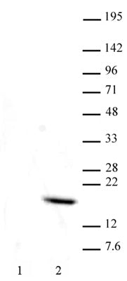 Histone H3T11ph antibody (mAb), sample - MyBio Ireland - Active Motif