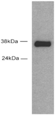 Sox2 antibody (pAb), sample - MyBio Ireland - Active Motif