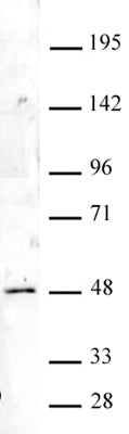 HOXA9 antibody (pAb), sample - MyBio Ireland - Active Motif