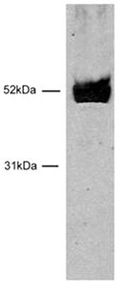 HNF-3β / FOXA2 antibody (pAb) - MyBio Ireland - Active Motif