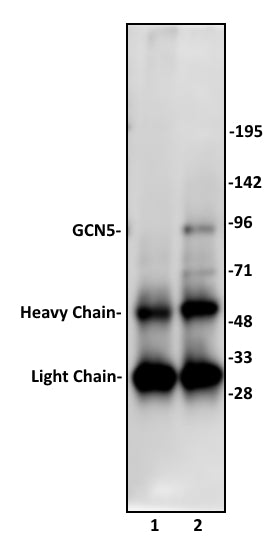 KAT2A (GCN5) antibody (pAb), sample - MyBio Ireland - Active Motif