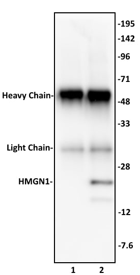 HMGN1 antibody (pAb) - MyBio Ireland - Active Motif