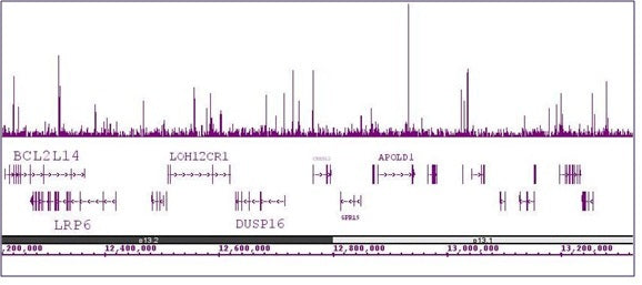 HNF-3α / FOXA1 antibody (mAb), sample - MyBio Ireland - Active Motif