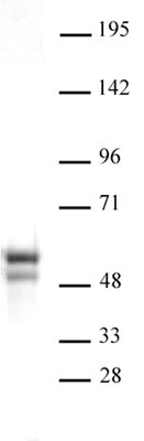 NAP1L1 antibody (pAb) - MyBio Ireland - Active Motif