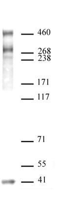 SMRT / NCoR2 antibody (pAb), sample - MyBio Ireland - Active Motif