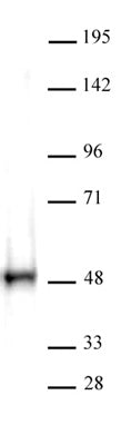CTBP antibody (pAb), sample - MyBio Ireland - Active Motif