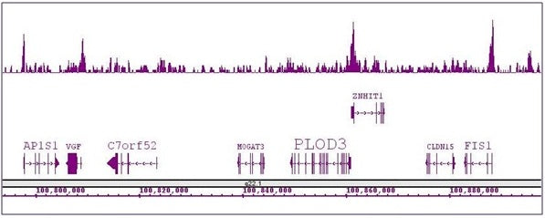 Boris / CTCFL antibody (pAb), sample - MyBio Ireland - Active Motif
