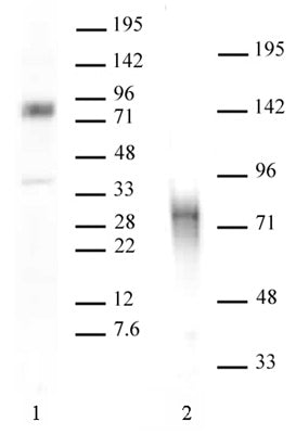 MBD1 antibody (pAb), sample - MyBio Ireland - Active Motif