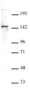 PGC1-β antibody (pAb) - MyBio Ireland - Active Motif