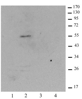 Histone macroH2A1.1 antibody (pAb) - MyBio Ireland - Active Motif