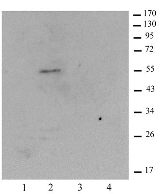 Histone macroH2A1.1 antibody (pAb), sample - MyBio Ireland - Active Motif