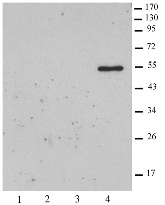 Histone macroH2A2 antibody (pAb) - MyBio Ireland - Active Motif