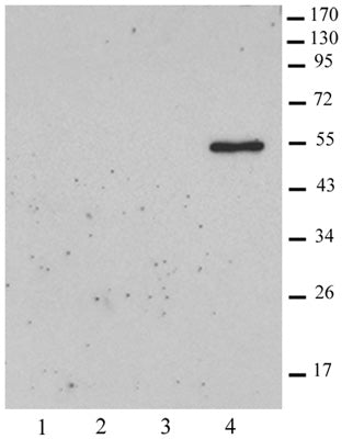 Histone macroH2A2 antibody (pAb), sample - MyBio Ireland - Active Motif