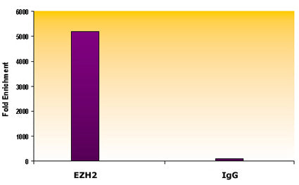 EZH2 antibody (mAb) - MyBio Ireland - Active Motif