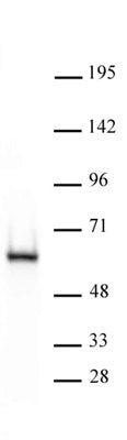 HDAC2 antibody (mAb) - MyBio Ireland - Active Motif