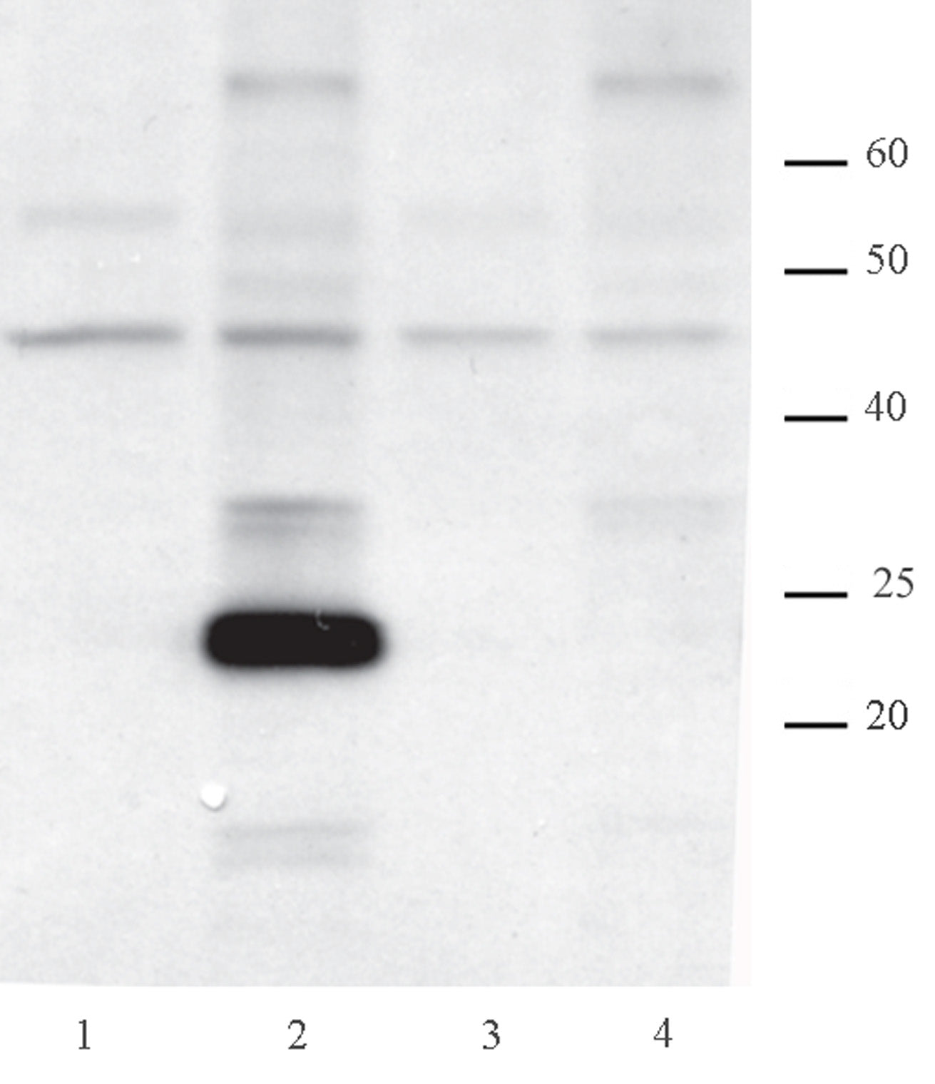 AID antibody (mAb), sample - MyBio Ireland - Active Motif