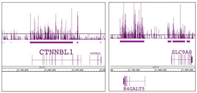 Histone H3K9me1 antibody (pAb), sample - MyBio Ireland - Active Motif