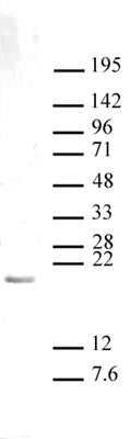 Histone H3K27me1 antibody (pAb), sample - MyBio Ireland - Active Motif